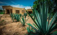 Piante di Agave