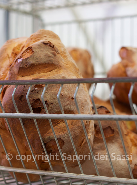 Pane di Matera senza miglioratori