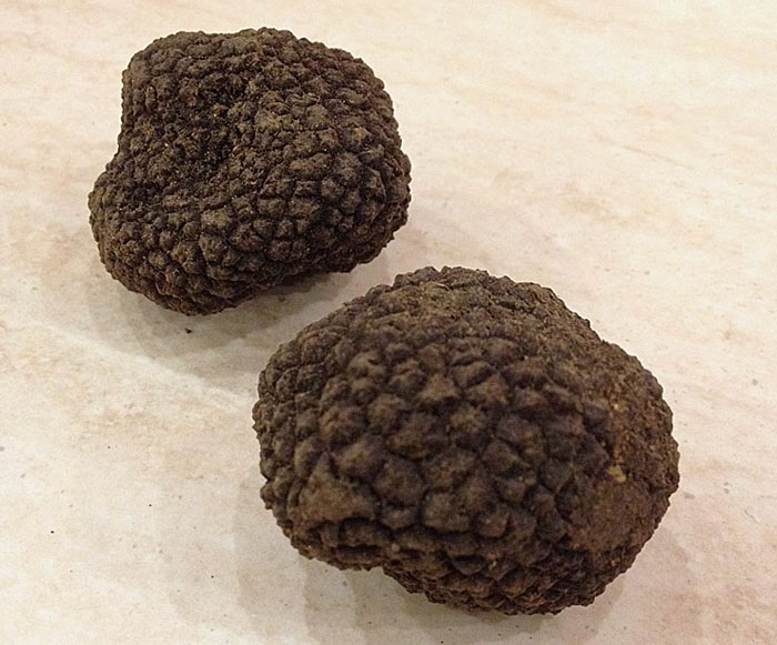 Tartufo scrozone con la terra