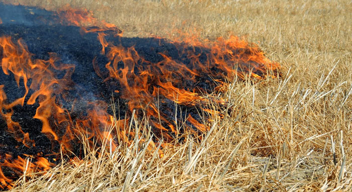 campo di grano incendiato