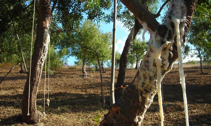 manna di frassino