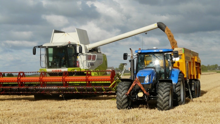 mietere il grano