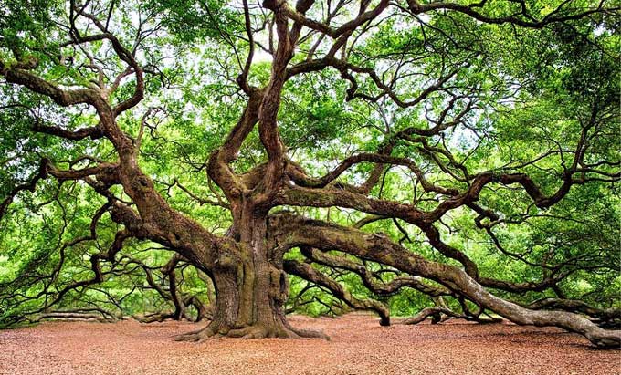 Quercia per maturazione del whisky