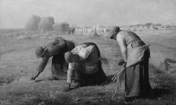 spigolatrici di grano