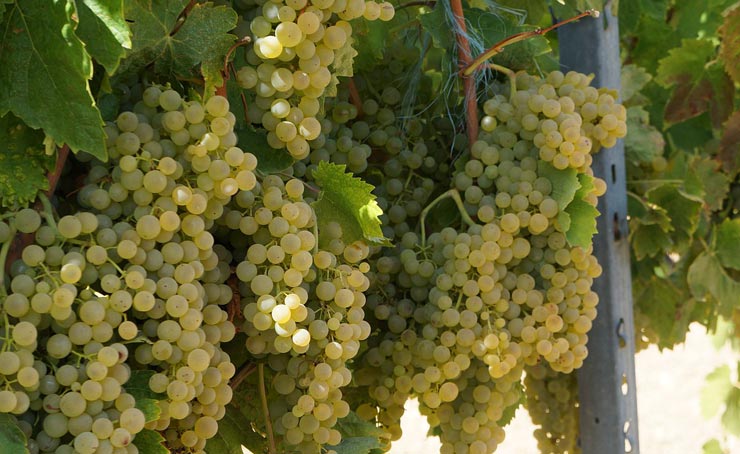 uve ugni blanc